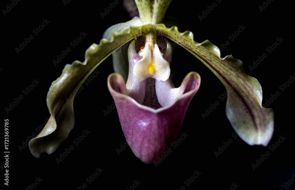 Fototapeta premium Close-Up Detail of Lady?s Slipper Orchid on Black Background
