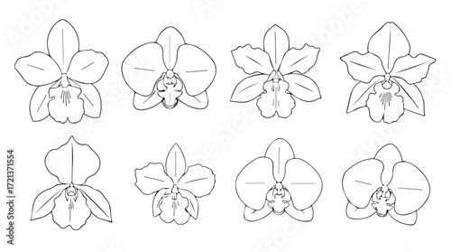 Collection of eight delicate orchid flower sketches in detailed line art style for artistic projects silhouette