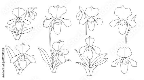 Collection of delicate iris flower line art sketches botanical floral elements for design silhouette