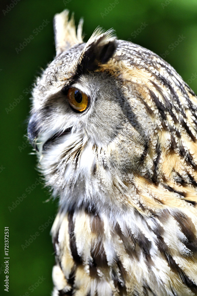 Obraz premium A close-up shot of Eurasian Eagle-owl head display long-eared and big eyes at Munchen Germany 