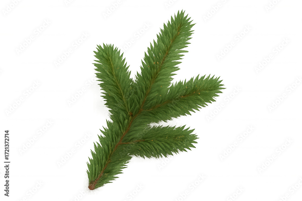 Obraz premium Green fir branch for christmas and winter holiday decoration, natural elements with transparent background