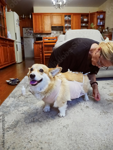 Woman Tying Bandage Dog Post-Surgery