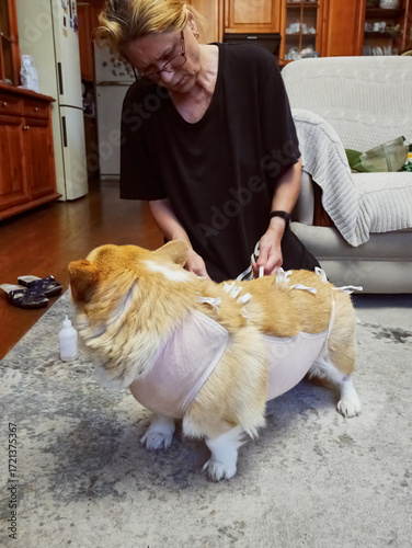 Woman Tying Bandage Dog Post-Surgery
