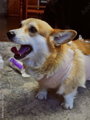 Woman Tying Bandage Dog Post-Surgery