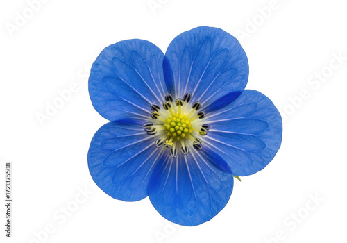 Blue flower isolated on transparent background isolated on transparent background