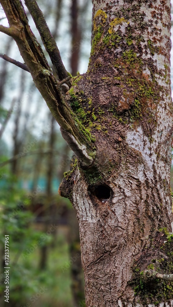 Fototapeta premium A moss-covered tree trunk with a funny nose-shaped branch