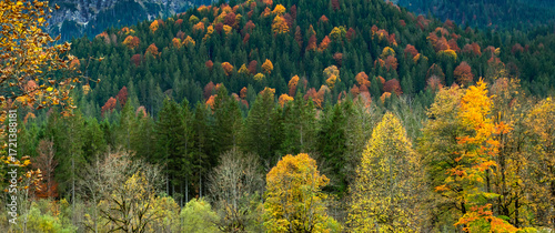 Autumn Mixed Forest View from Park of Linderhof Palace, Bavarian Alps, Oberammergau, Bavaria, Germany, Europe