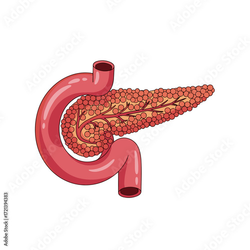 The human pancreas is a gland organ in the upper abdomen located behind the stomach.