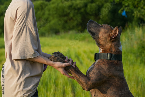 Friendship theme between dog and man. American Staffordshire terrier with girl in nature. A dog's paw and a girl's hand are holding each other