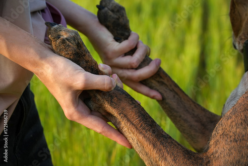 friendship between man and dog paw in hand against the background of nature