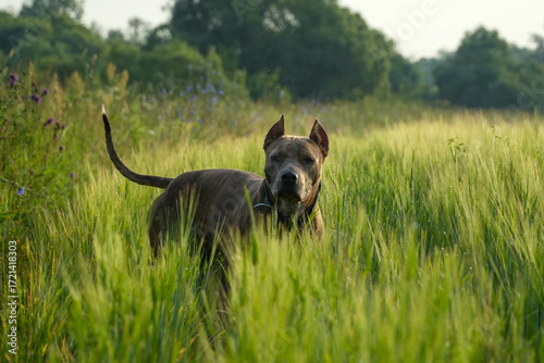 A sturdy American Staffordshire Terrier stands proudly among the green grass, showing off his muscular frame and cropped ears. The quiet forest background emphasizes his nobility.