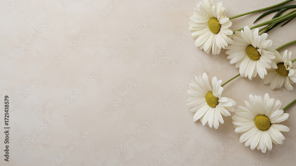 Obraz premium Beautiful daisies flowers with white petals in a botanical garden arrangement background