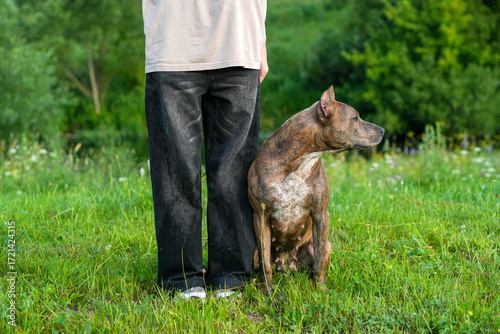 A girl with a dog on green grass. A girl and a pet St. Bernard. Male sitting. Walking with pet in dog park. Day time
