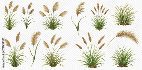 A collection of realistic illustrations depicting various forms of pampas grass with green leaves and fluffy, feathery plumes, isolated on a transparent background.