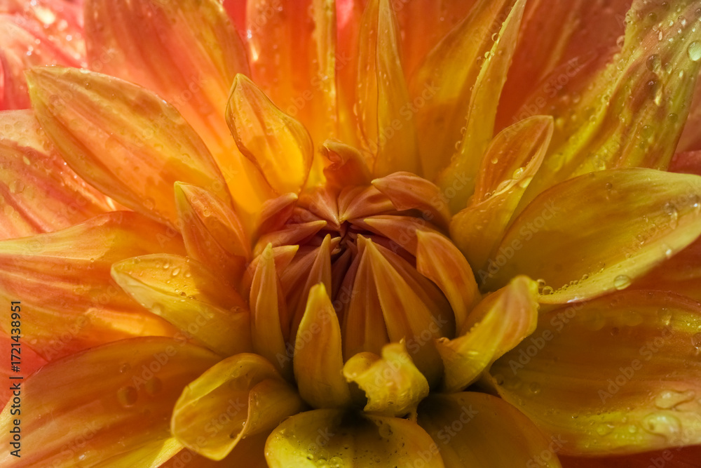 Obraz premium Vibrant dahlia flower in orange and yellow tones with fresh water droplets on its petals in macro detail. 