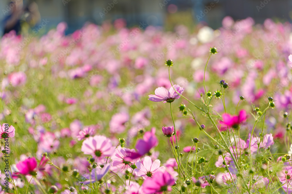 Obraz premium 秋の陽射しに染まるピンク色のコスモス畑