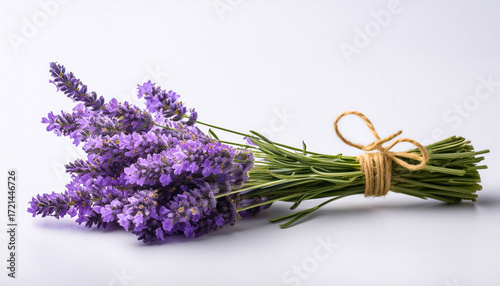 Lavender Lavandula White Background