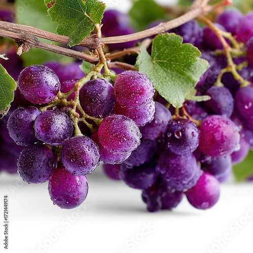 Macro shot of dark grapes with dew on the vine, isolated on a white background, fresh and detailed.
