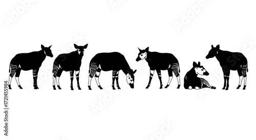 A group of okapis isolated on white background are standing and grazing