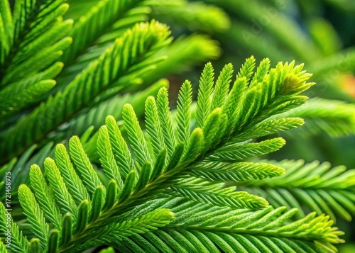 Close-up of intricate Norfolk Island Pine needles with delicate texture and vibrant green color