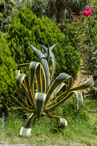 Striking variegated agave plant with bold green and yellow striped leaves, set against a lush, manicured hedge and vibrant garden backdrop grow in city of Sochi