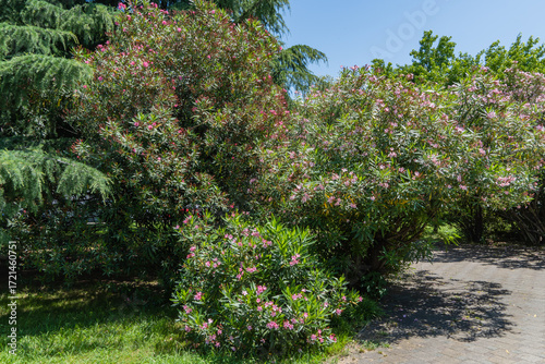 Serene park Sochi scene. Sunlit path bordered by dense, lush bushes pink Oleander flower (Nerium oleander)adorned with vibrant pink and white flowers, creating serene and inviting natural scene.