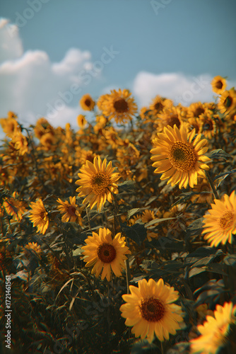 An Inviting Panorama: A Stnning Field of Sunflowers apturing the Essence of Naure's Beauty and the Joyfu Radiance of Golden Blossos in Full Bloom Under the unlit Sky