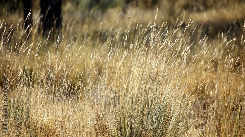 Fototapeta premium Golden Grasses in Natural Landscape under Bright Summer Sunlight