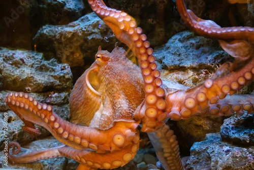 octopus in aquarium