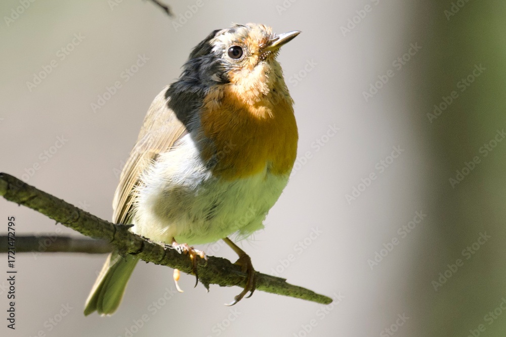 Fototapeta premium robin on a branch