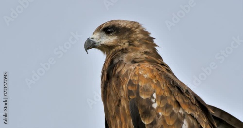 portrait of black kite (Milvus migrans) ,bird of prey,