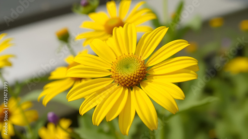 Oxeye (Heliopsis helianthoides). Flowering Capitulum Closeup