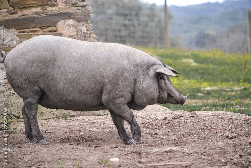 Fototapeta premium Iberian pig in farm. Walking in freedom. In the background you can see a green grass pasture. Morning light. Copy Space