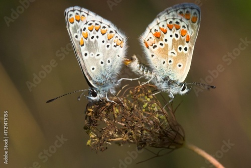 butterfly on a flower