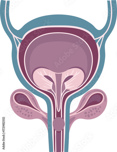 A medical illustration showing the cross-section of the female reproductive organs and urinary bladder with detailed internal structures