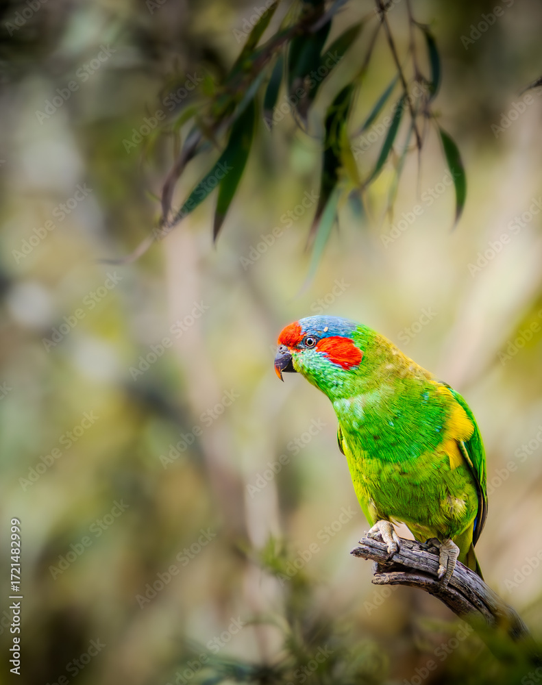 Naklejka premium Musk Lorikeet Bird