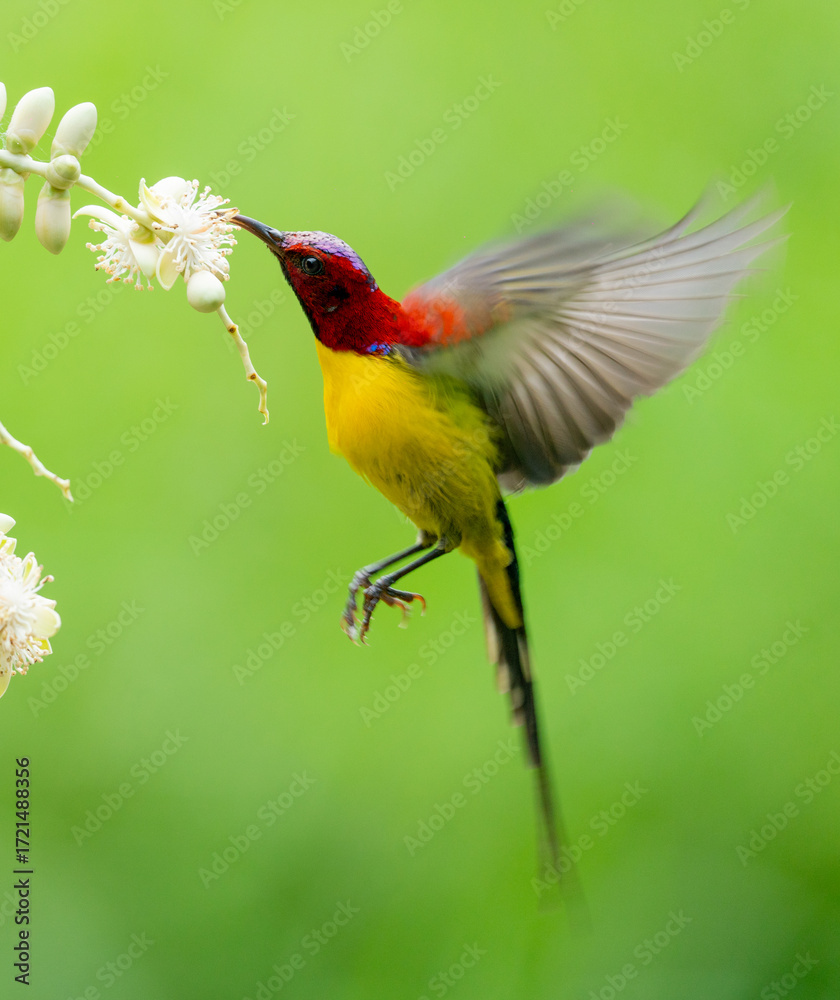 Fototapeta premium Sunbird Feeding On Areca Flower
