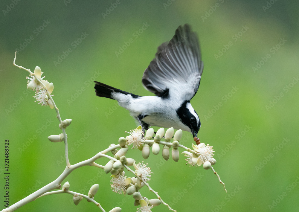 Obraz premium Fantail Bird Catching A Worm