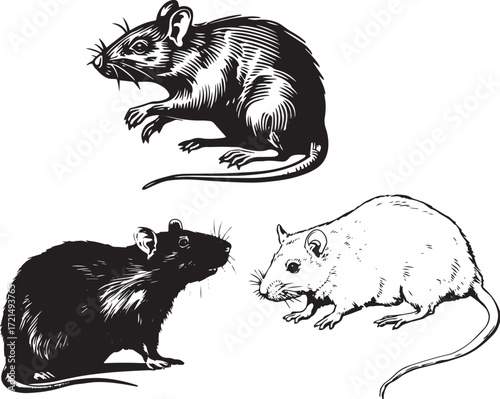 rat, a simple vector graphic logo in the style of a woodcut, on a white background, in black and white