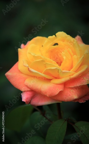 yellow rose with water drops