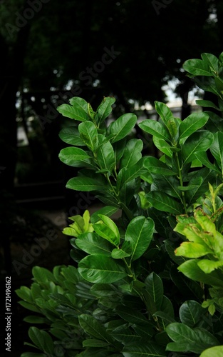 green leaves on black background