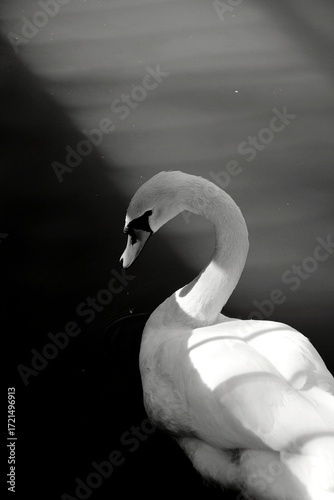 white swan on black background