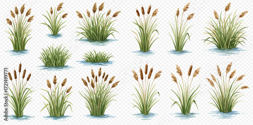A collection of realistic watercolor illustrations depicting various cattails, reeds, and wetland grasses growing in water, isolated on a transparent background.