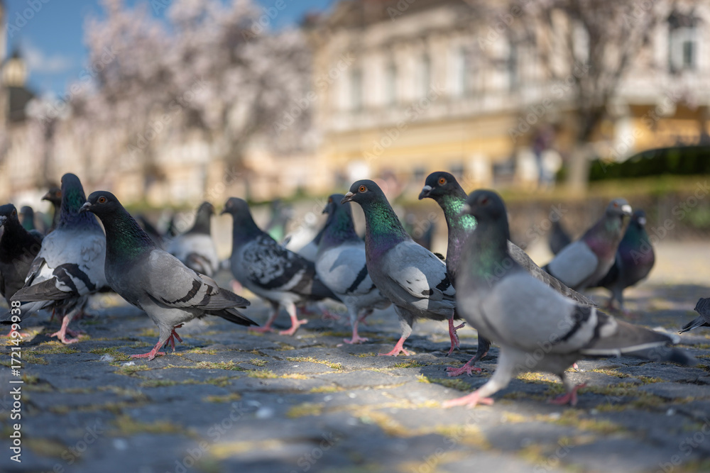 Fototapeta premium flock pigeons in the city