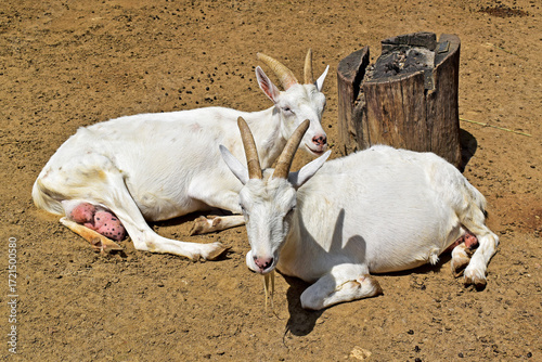 Two white goats resting in the sun, Rio de Janeiro, Brazil