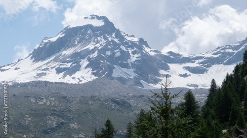 Natural variety found in an Alpine valley. Europe. They were mainly taken in the Gran Paradiso valley, Italy. They were taken during a 7-day hike. From 1800 to 3100 meters altitude. 