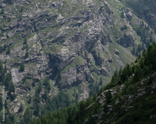 Natural variety found in an Alpine valley. Europe. They were mainly taken in the Gran Paradiso valley, Italy. They were taken during a 7-day hike. From 1800 to 3100 meters altitude. 