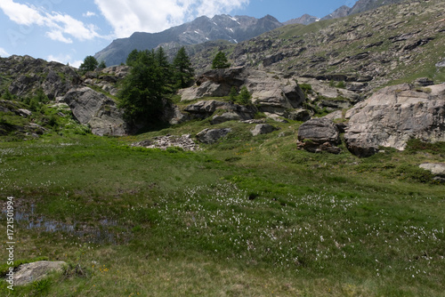 Natural variety found in an Alpine valley. Europe. They were mainly taken in the Gran Paradiso valley, Italy. They were taken during a 7-day hike. From 1800 to 3100 meters altitude. 