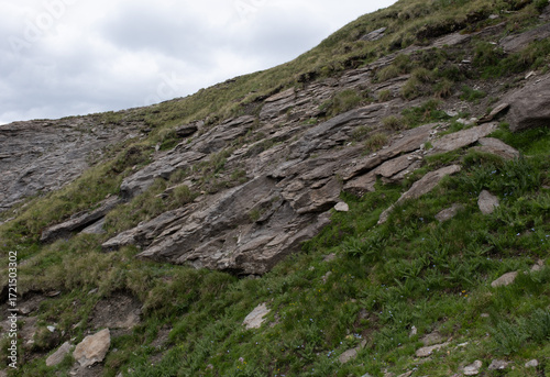 Natural variety found in an Alpine valley. Europe. They were mainly taken in the Gran Paradiso valley, Italy. They were taken during a 7-day hike. From 1800 to 3100 meters altitude. 