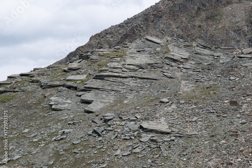 Natural variety found in an Alpine valley. Europe. They were mainly taken in the Gran Paradiso valley, Italy. They were taken during a 7-day hike. From 1800 to 3100 meters altitude. 